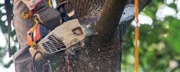 Professional Tree Care Services in Suitland, MD