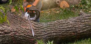 Lawn Grading and Leveling in Suitland, MD