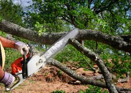 Best Arborist Consultation Services  in Suitland, MD